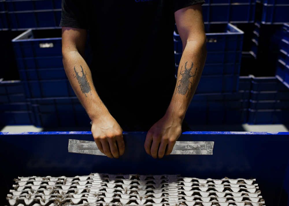 ฟาร์มจิ้งหรีด เชียงใหม่