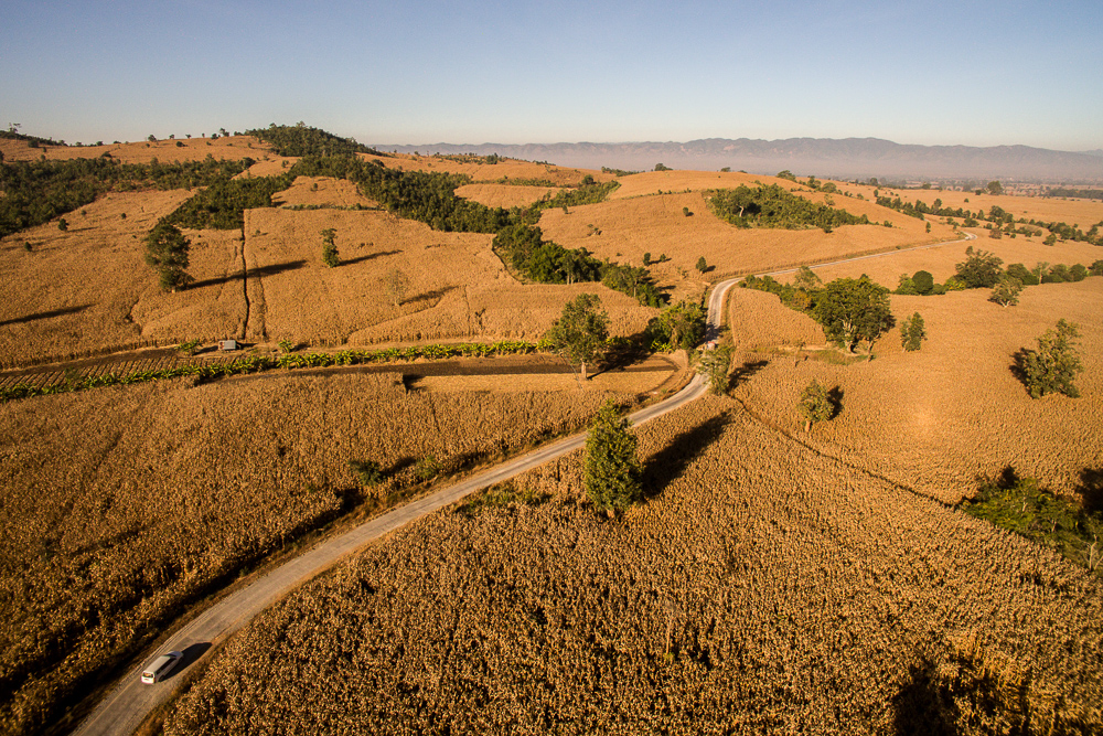 ทะเลข้าวโพดกำลังท่วมป่า “เขา” รัฐฉาน?
